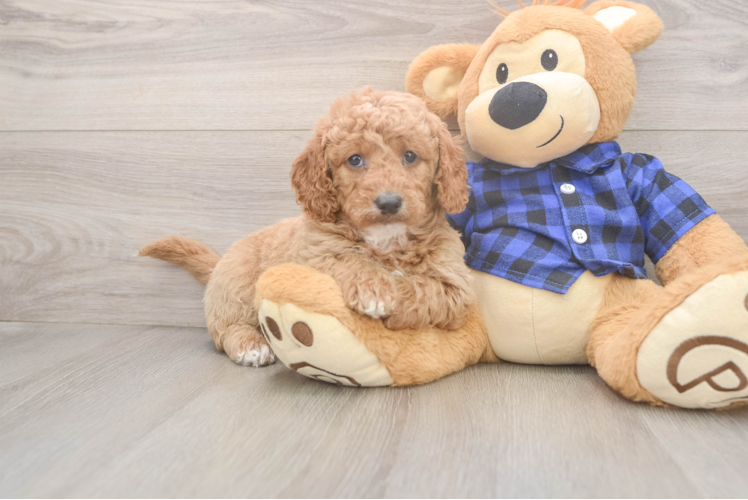 Best Mini Goldendoodle Baby