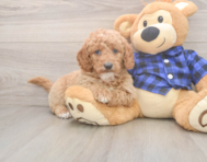 6 week old Mini Goldendoodle Puppy For Sale - Premier Pups