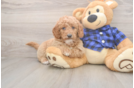 Best Mini Goldendoodle Baby