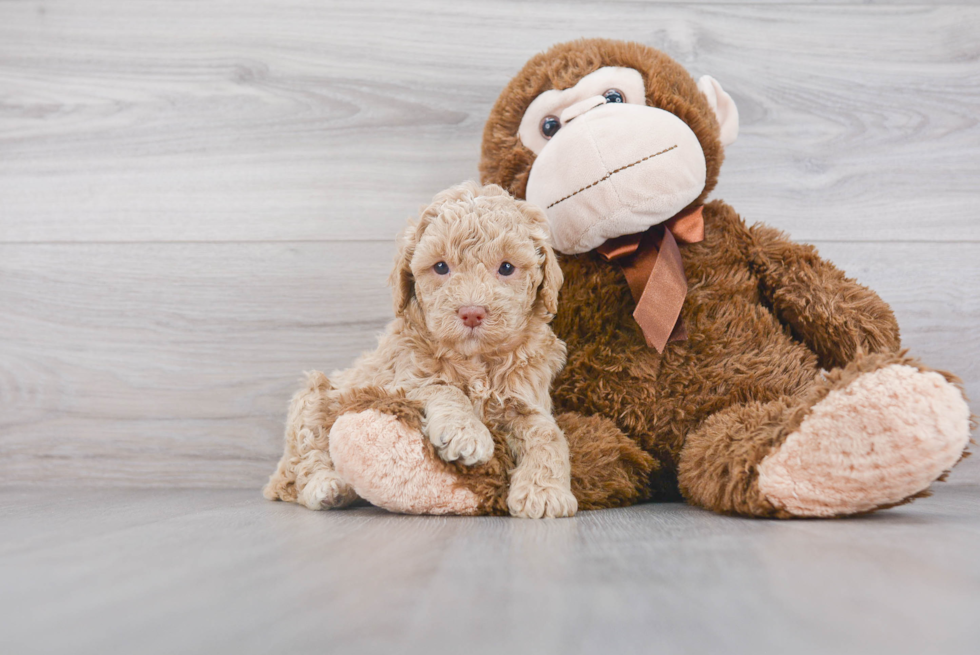 Best Mini Goldendoodle Baby