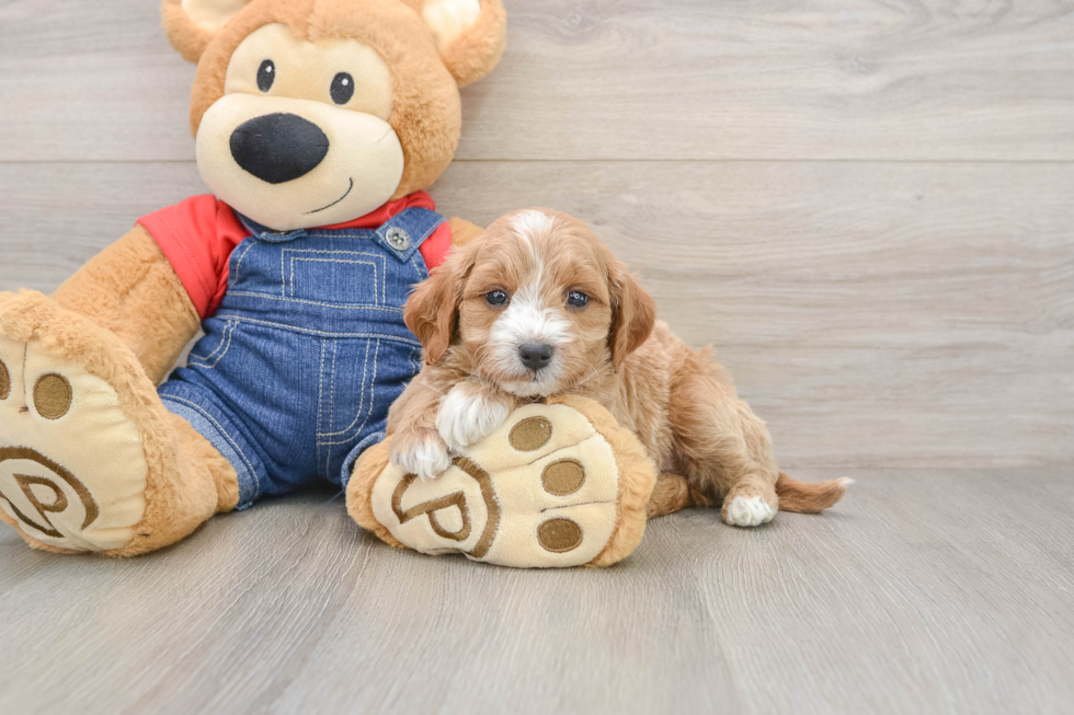 Best Mini Goldendoodle Baby