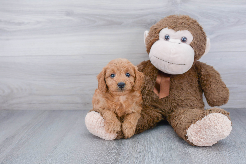 Mini Goldendoodle Puppy for Adoption