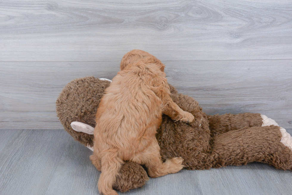 Best Mini Goldendoodle Baby