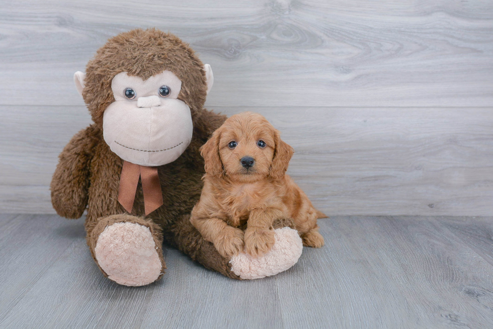 Fluffy Mini Goldendoodle Poodle Mix Pup