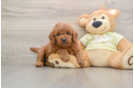 Energetic Golden Doodle Poodle Mix Puppy
