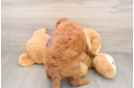 Best Mini Goldendoodle Baby