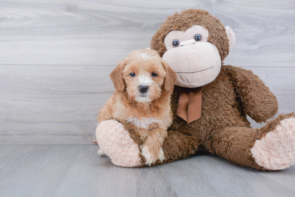 Hypoallergenic Golden Retriever Poodle Mix Puppy