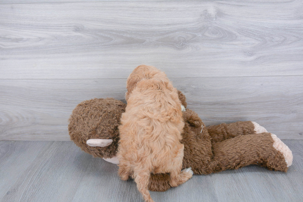 Playful Golden Retriever Poodle Mix Puppy