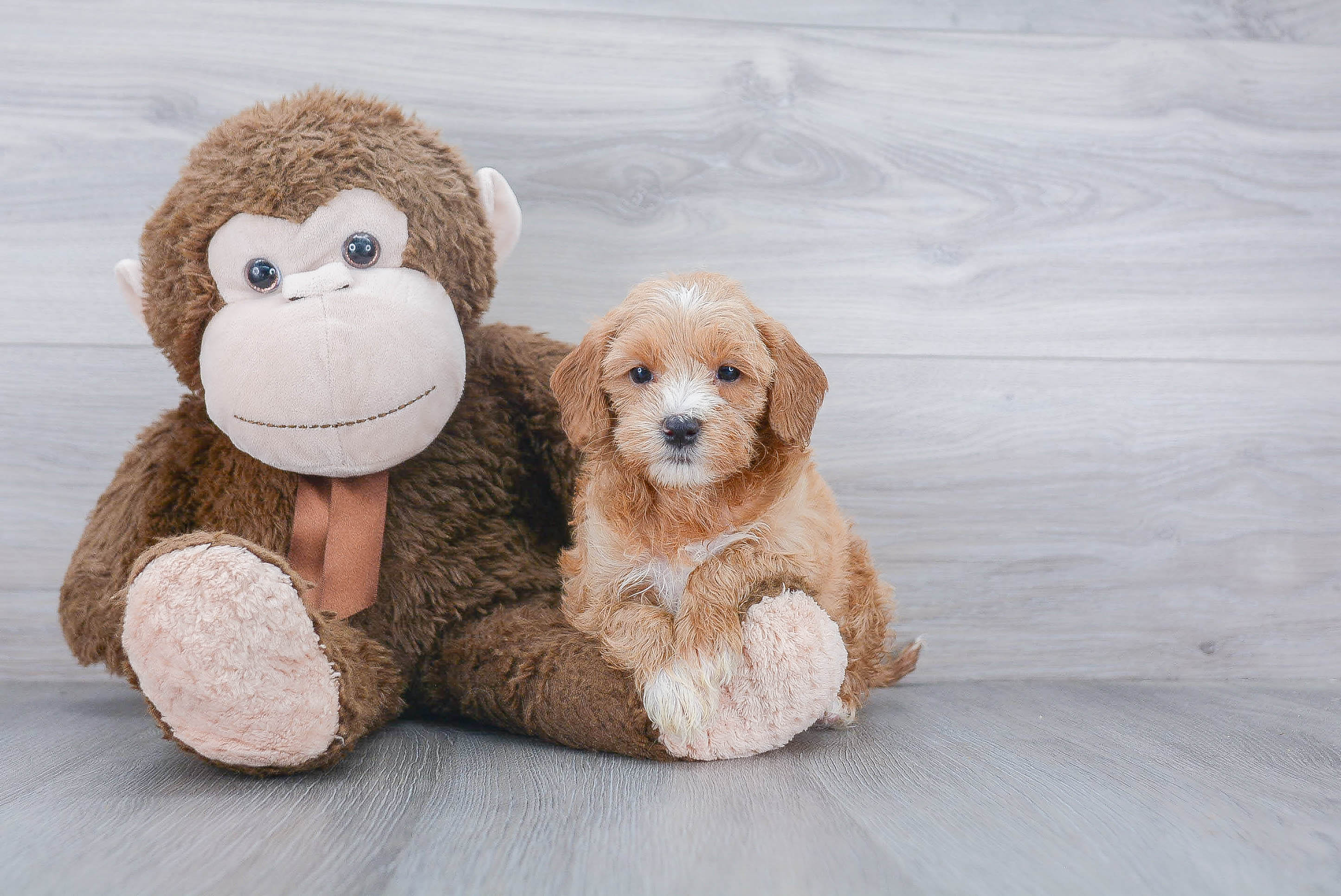 Sweet Mini Goldendoodle Baby