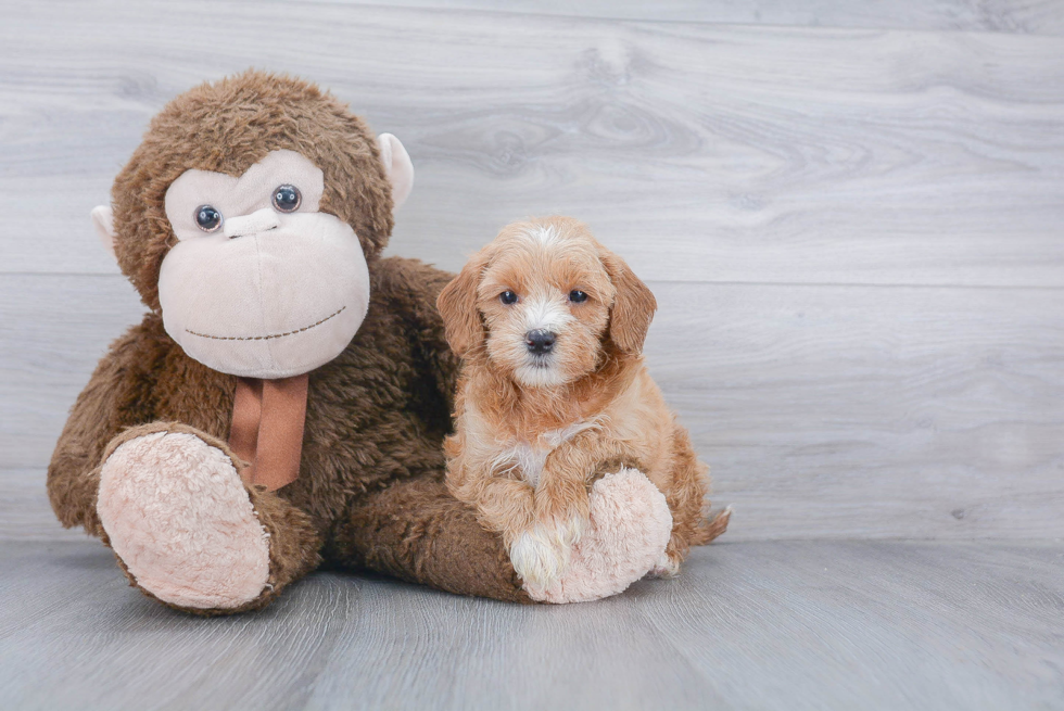 Sweet Mini Goldendoodle Baby