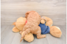 Happy Mini Goldendoodle Baby