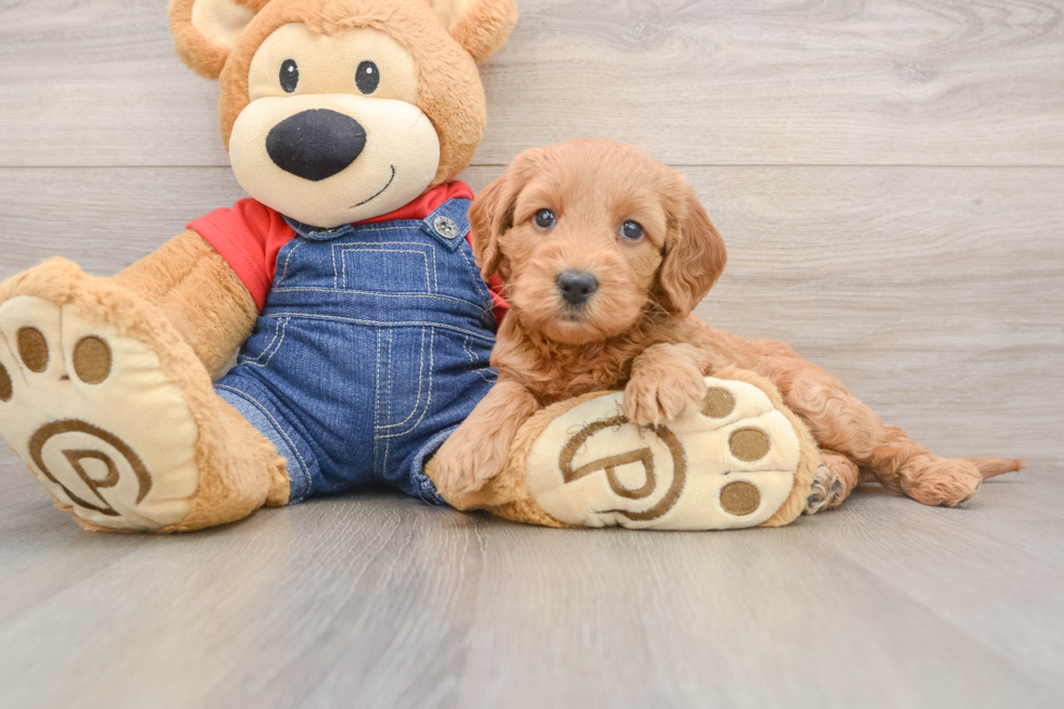 Small Mini Goldendoodle Baby