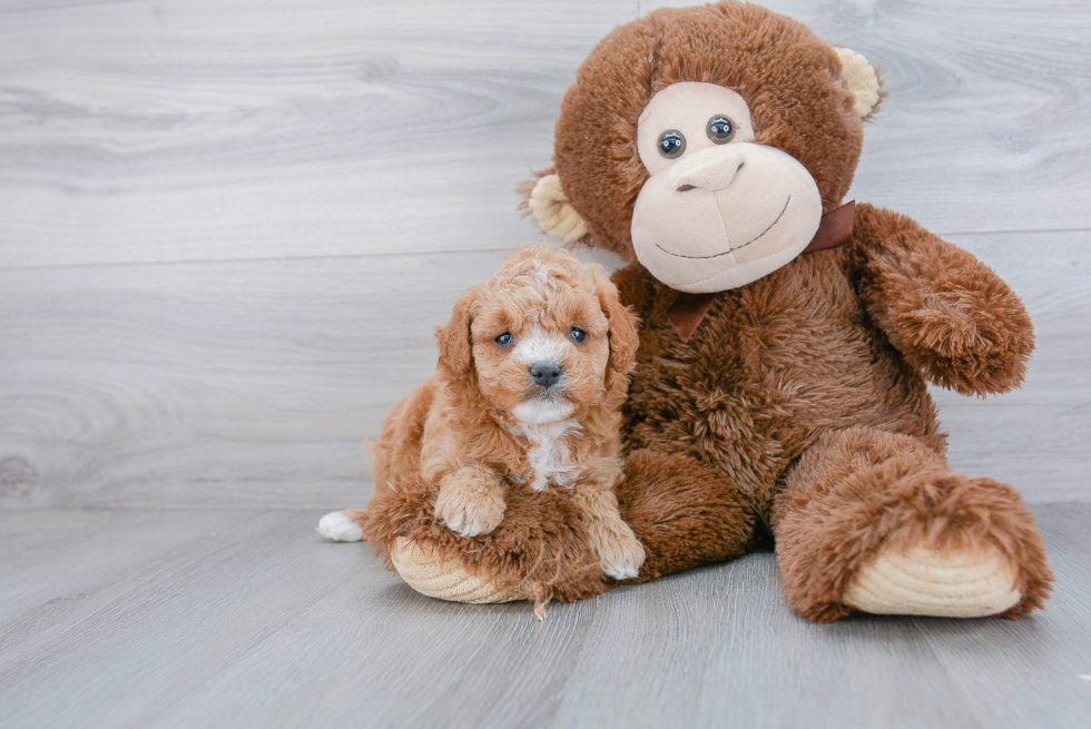 Mini Goldendoodle Pup Being Cute