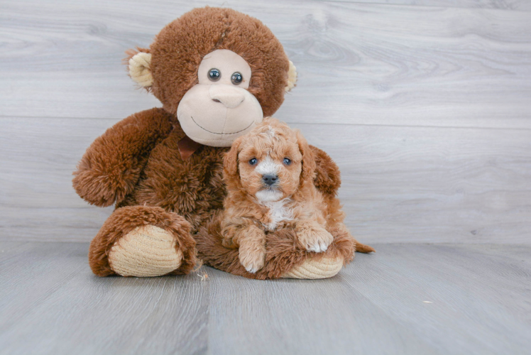 Best Mini Goldendoodle Baby