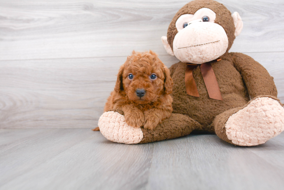 Best Mini Goldendoodle Baby