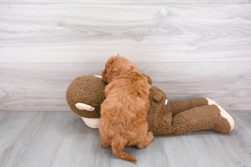 Friendly Mini Goldendoodle Baby