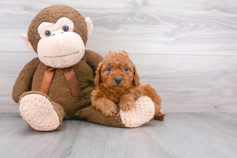 Adorable Golden Retriever Poodle Mix Puppy