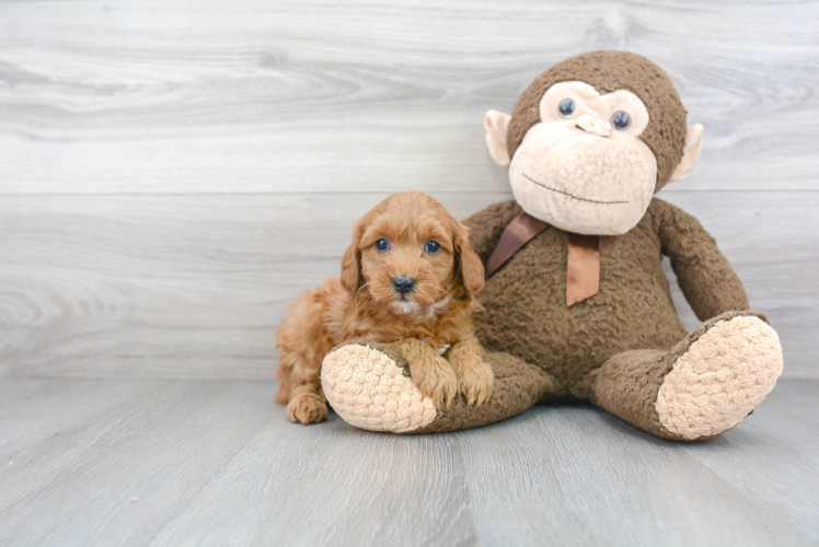 Funny Mini Goldendoodle Poodle Mix Pup