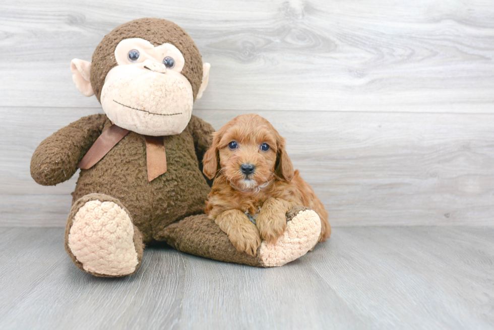 Mini Goldendoodle Pup Being Cute