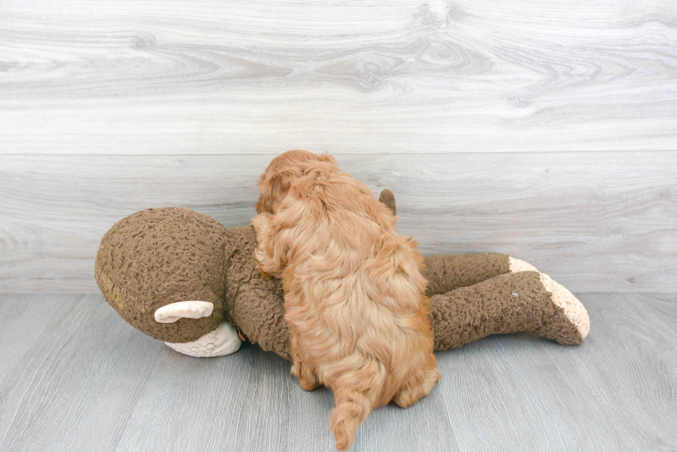 Mini Goldendoodle Pup Being Cute