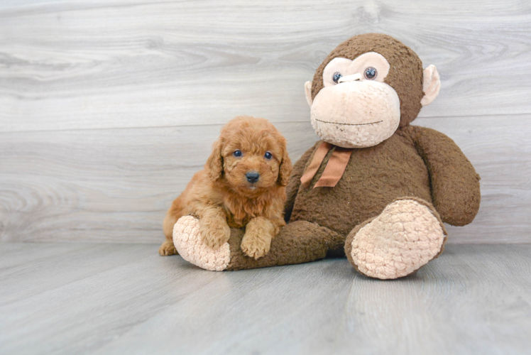 Small Mini Goldendoodle Baby