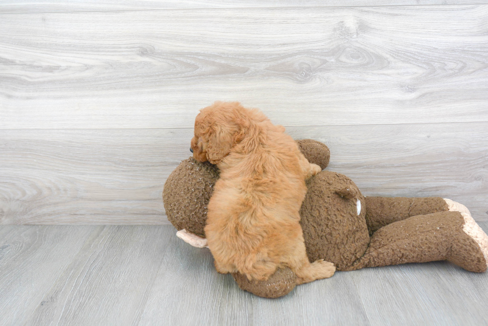 Mini Goldendoodle Pup Being Cute