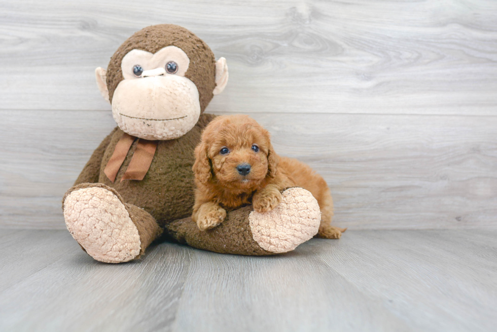 Mini Goldendoodle Pup Being Cute