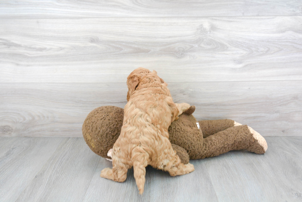 Cute Mini Goldendoodle Baby