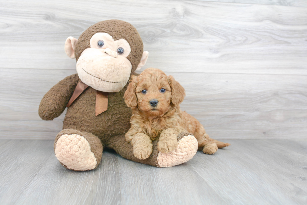 Mini Goldendoodle Pup Being Cute