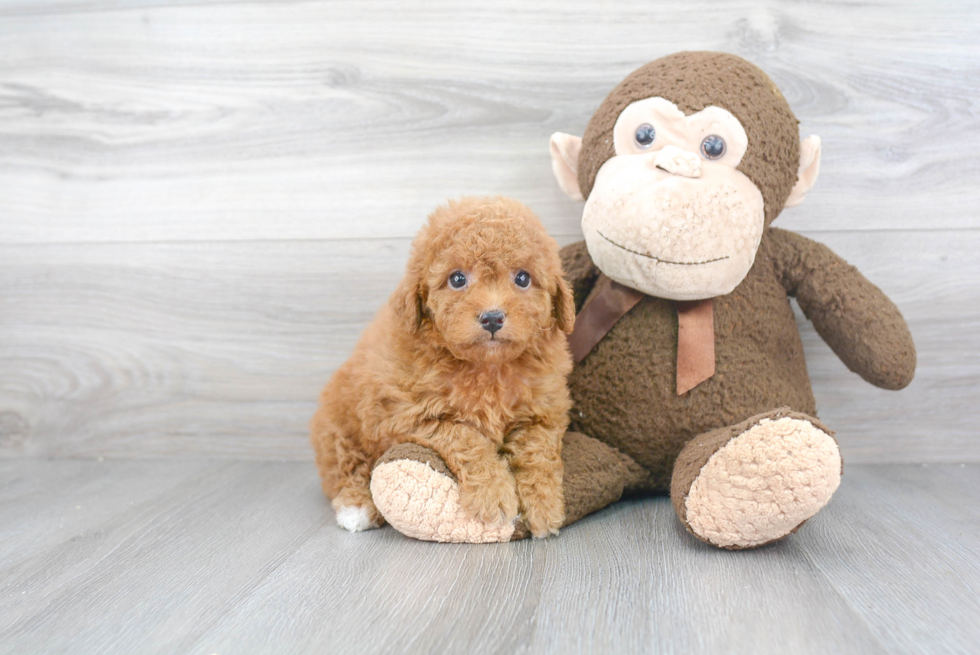 Mini Goldendoodle Pup Being Cute