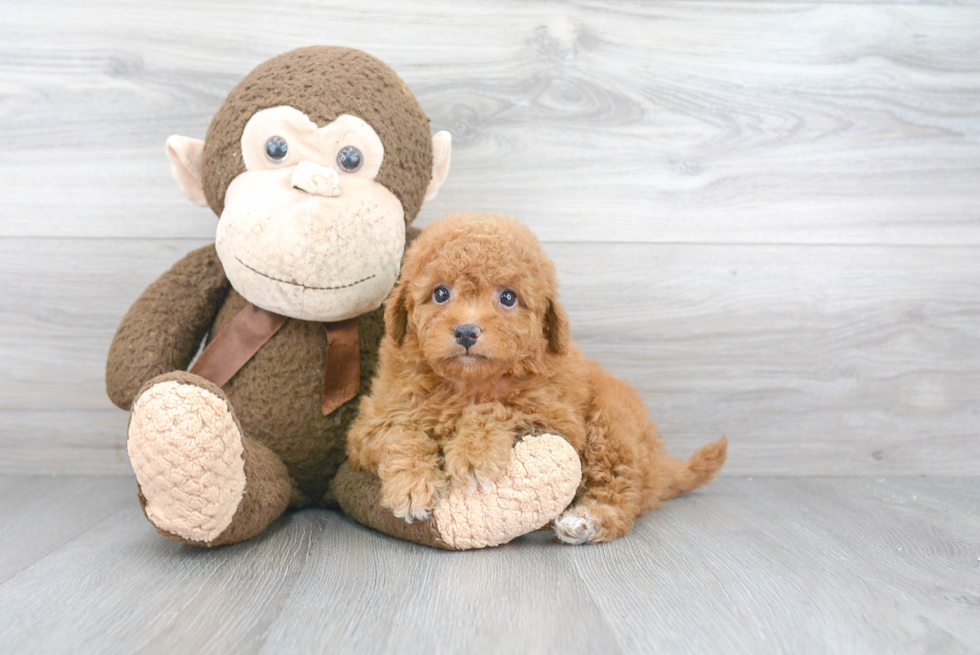 Best Mini Goldendoodle Baby