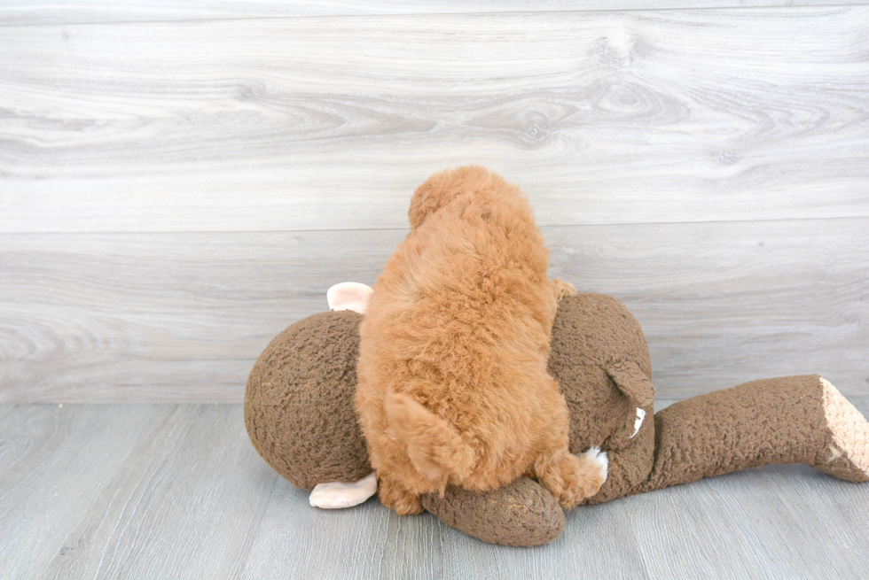 Cute Mini Goldendoodle Baby