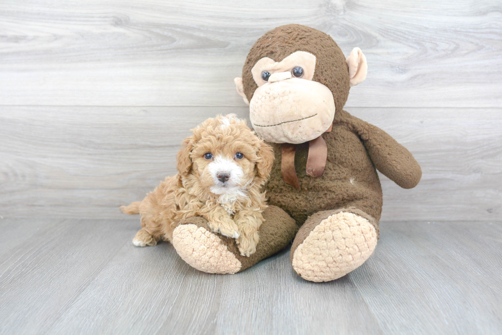 Best Mini Goldendoodle Baby