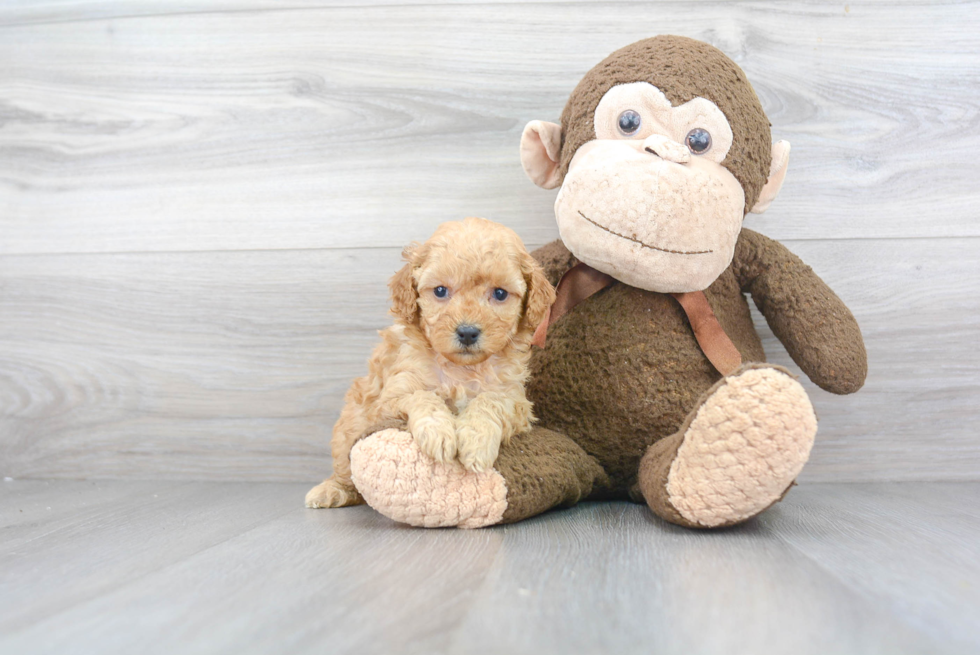 Small Mini Goldendoodle Baby