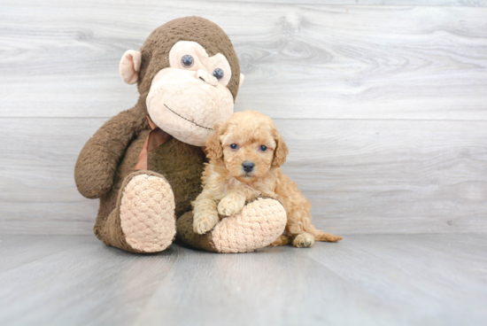 Best Mini Goldendoodle Baby