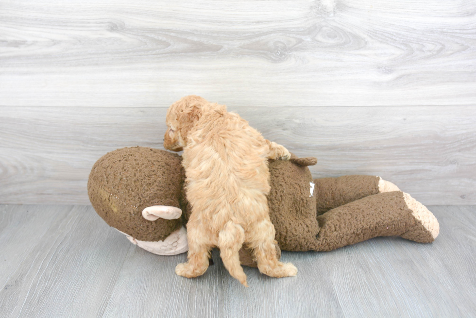 Playful Golden Retriever Poodle Mix Puppy