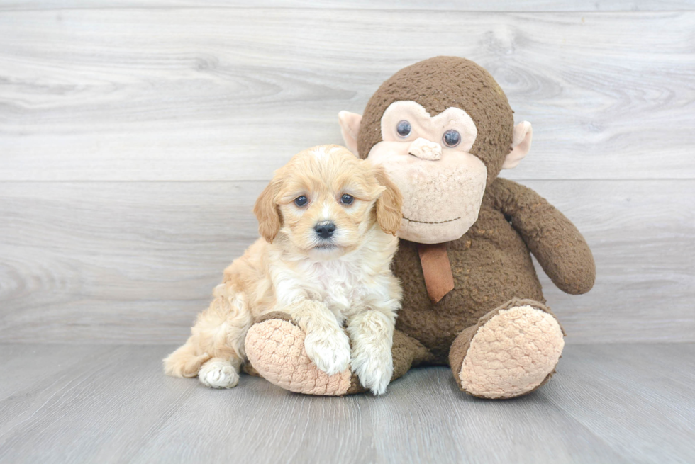 Mini Goldendoodle Pup Being Cute