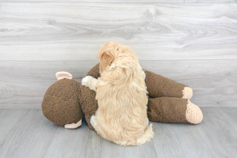 Mini Goldendoodle Pup Being Cute