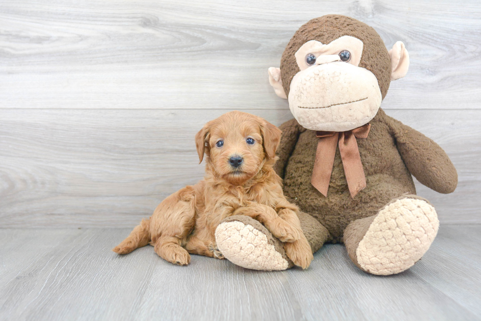 Mini Goldendoodle Pup Being Cute