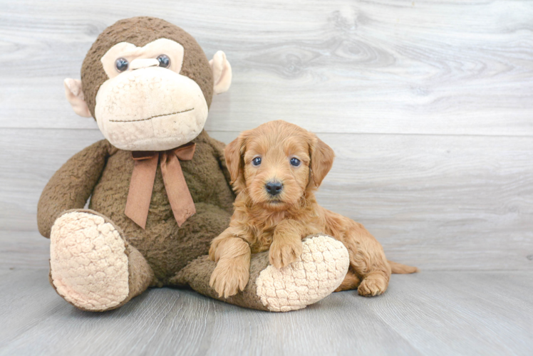 Friendly Mini Goldendoodle Baby