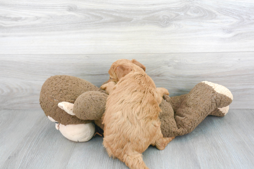 Mini Goldendoodle Pup Being Cute