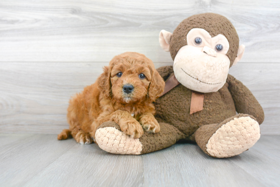 Mini Goldendoodle Puppy for Adoption