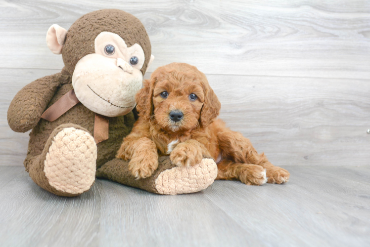 Best Mini Goldendoodle Baby