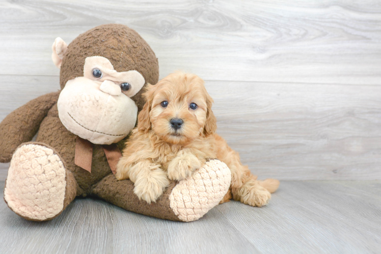 Small Mini Goldendoodle Baby