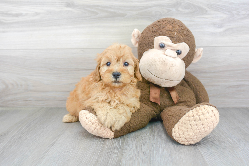 Petite Mini Goldendoodle Poodle Mix Pup