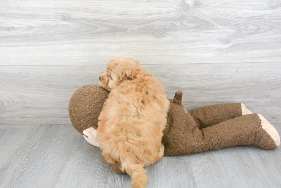 Sweet Mini Goldendoodle Baby