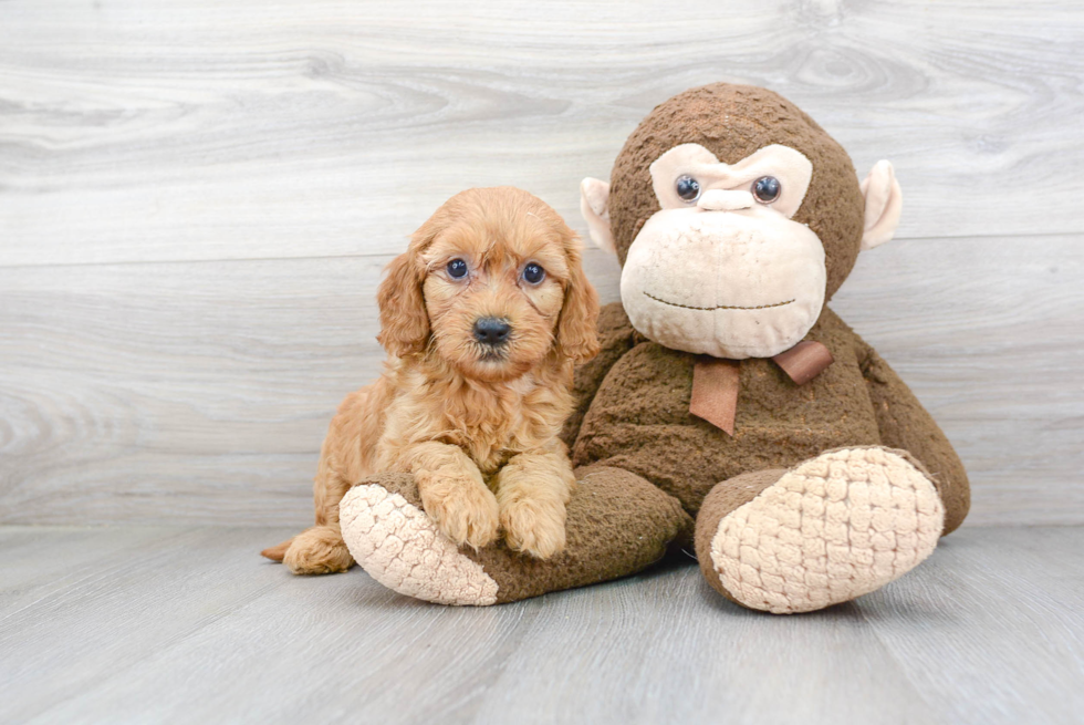 Energetic Golden Retriever Poodle Mix Puppy