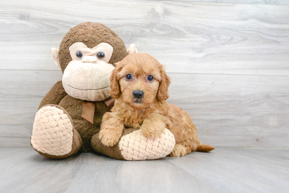 Hypoallergenic Golden Retriever Poodle Mix Puppy