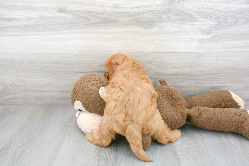 Mini Goldendoodle Pup Being Cute