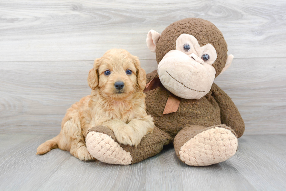 Smart Mini Goldendoodle Poodle Mix Pup